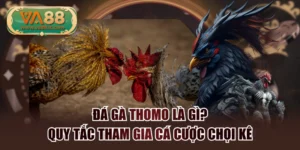 Đá Gà Thomo Là Gì? Quy Tắc Tham Gia Cá Cược Chọi Kê