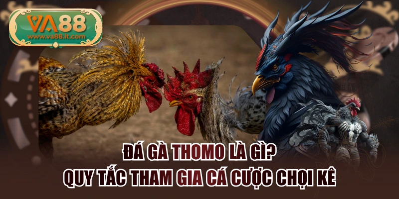 Đá Gà Thomo Là Gì? Quy Tắc Tham Gia Cá Cược Chọi Kê