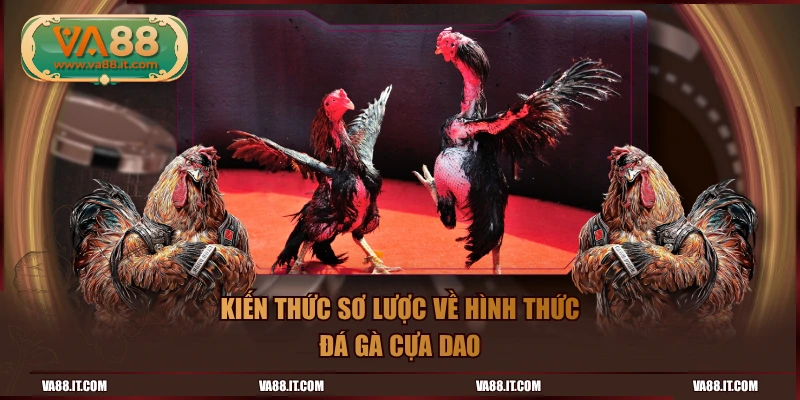 Kiến thức sơ lược về hình thức đá gà cựa dao