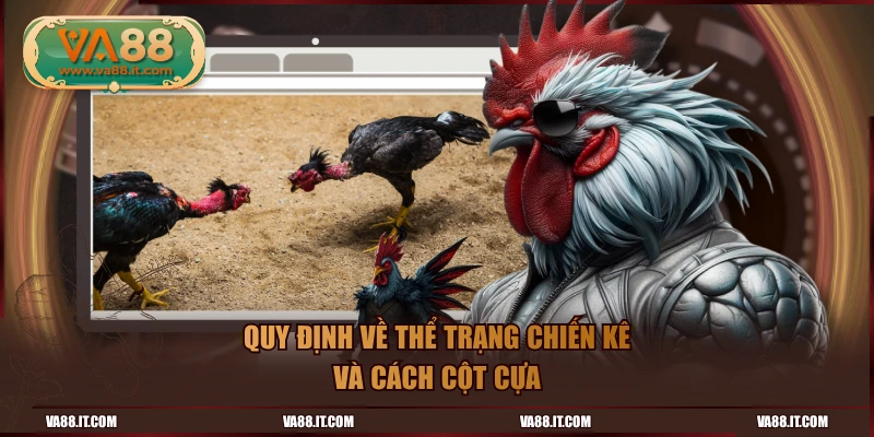 Quy định về thể trạng chiến kê và cách cột cựa
