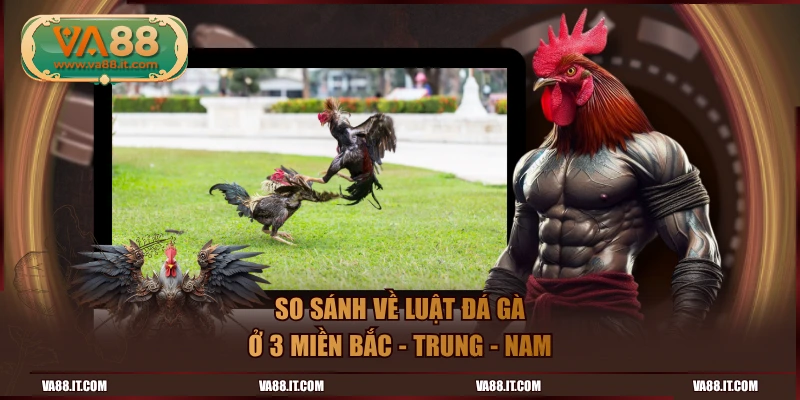 So sánh về luật đá gà ở 3 miền Bắc - Trung - Nam