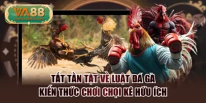 Tất Tần Tật Về Luật Đá Gà - Kiến Thức Chơi Chọi Kê Hữu Ích