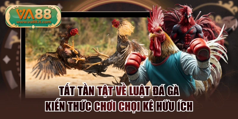 Tất Tần Tật Về Luật Đá Gà - Kiến Thức Chơi Chọi Kê Hữu Ích